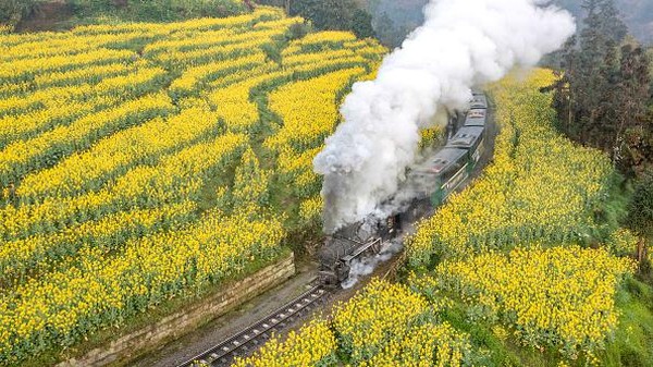 4 Perjalanan Kereta Untuk Melihat Bunga Liar Terbaik di A.S.