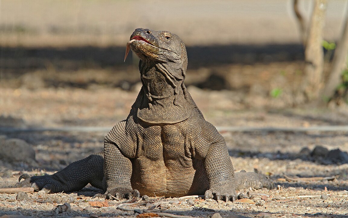 Komodo, Nusa Tenggara Timur