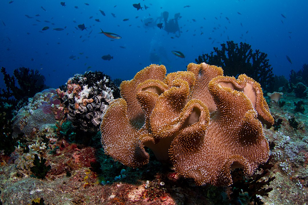 Maldives_soft_coral